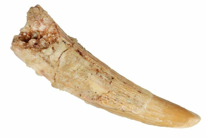 Fossil Pterosaur (Siroccopteryx) Tooth - Morocco #194590